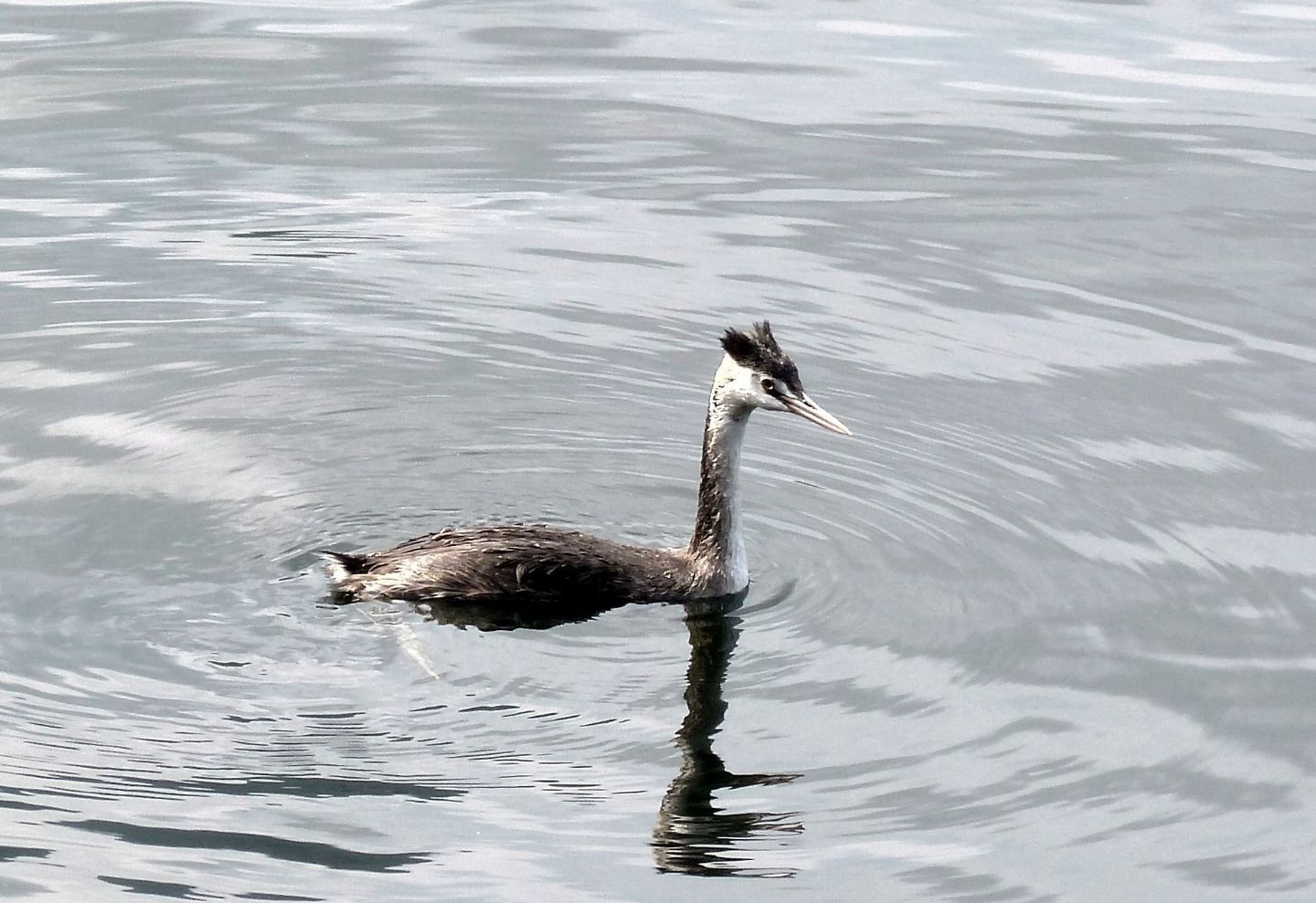 Una shilouette sul lago